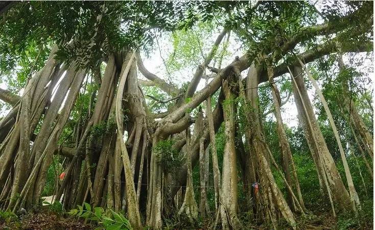 一树成林就会落地生根当根须长得垂到地面▼影响市民出行但过长的根须