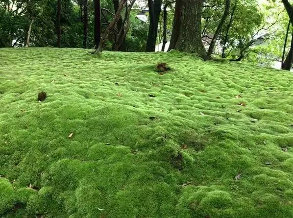 乔布斯生前大爱|全世界最难参观的景点—苔寺预约攻略