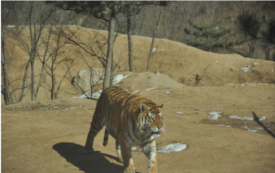 八达岭动物世界因老虎伤人一案被叫停