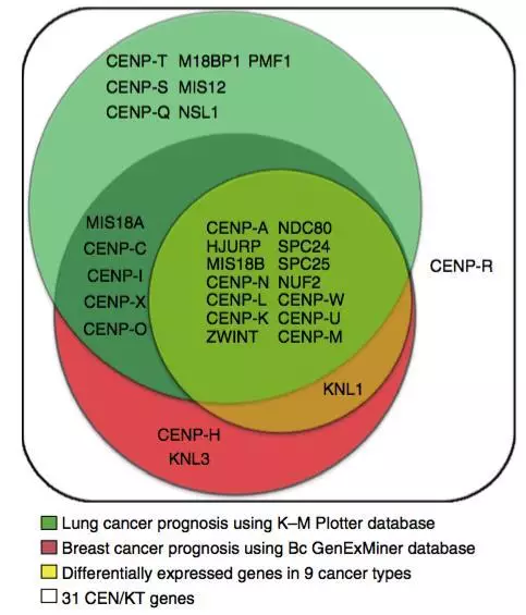 【癌度科普】基因组不稳固性或是致使肿瘤的缘由