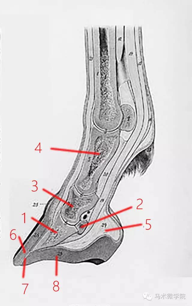了解马:马蹄的基本结构