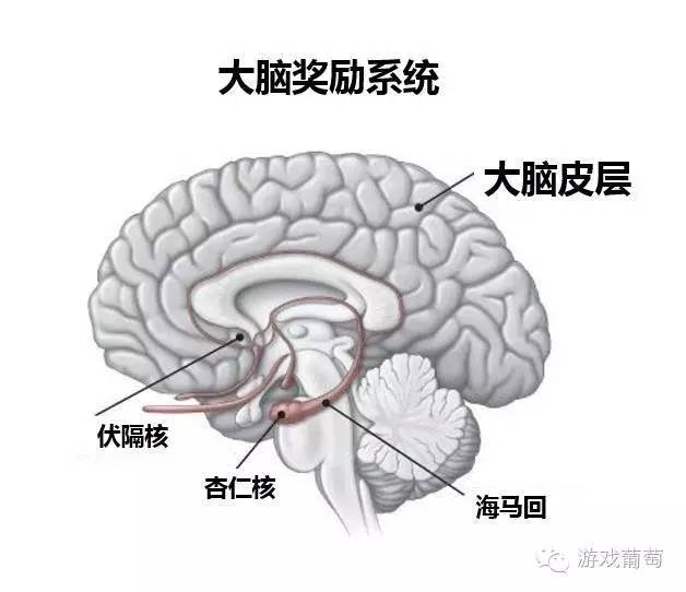 大脑各个区域的功能图