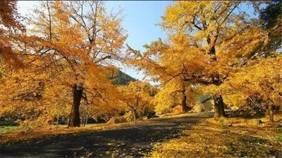 缩小招！湖北省旅游委推出40条乡村旅游线路