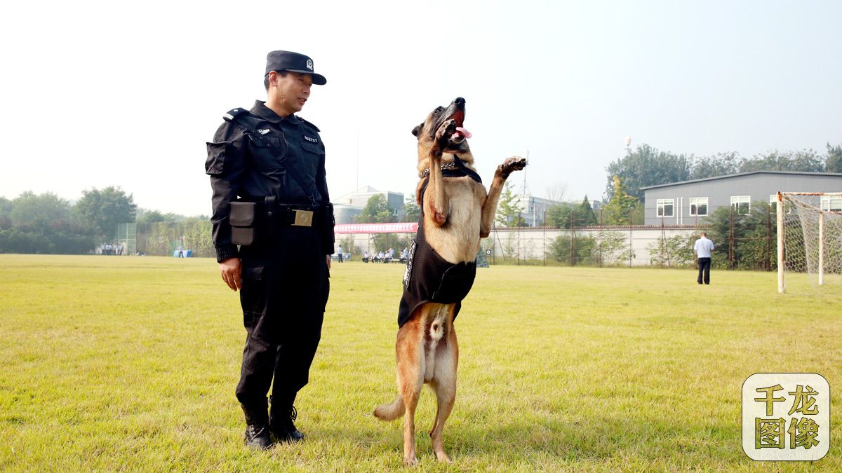 参加汇报表演的警犬表演站立.