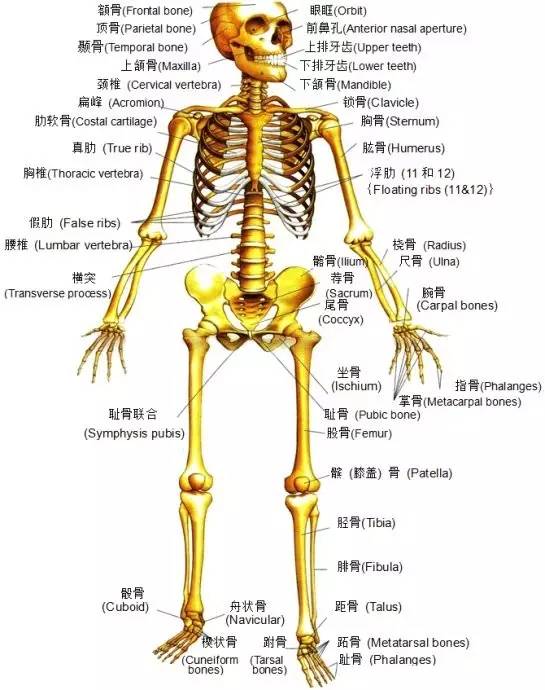 基础瑜伽之解剖学(一)