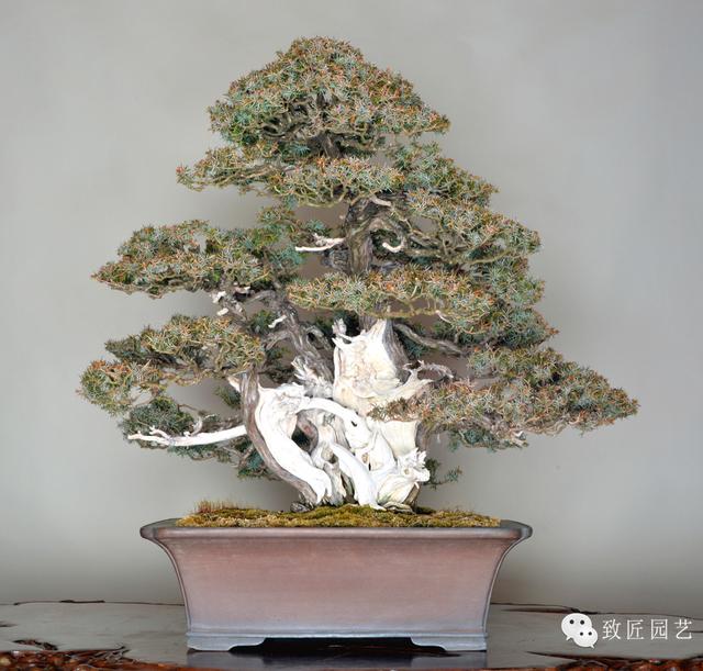 丛林风格的扁柏树,宽85cm高95cm,呈放射状生长,大师之作.