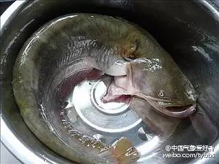 关于鲇鱼,这几点你要搞清楚 1,鲇鱼不是鲶鱼,这是韩国提供的命名.