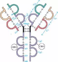 抗体的结构