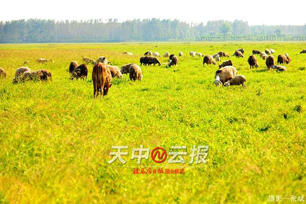 生态湿地宿鸭湖丰富当地自然物种的“生态杠杆