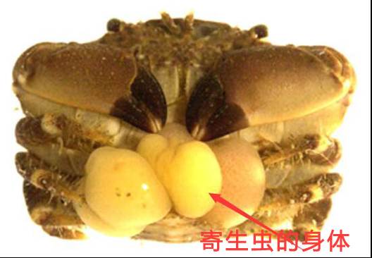 蟹奴虫甚至将螃蟹产卵的地方据为己有,它残酷地切除自己寄居的螃蟹的
