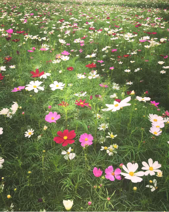 阳光下的波斯菊花田,美不胜收