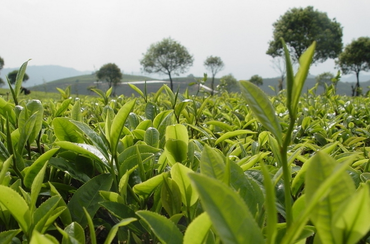 秋天女性喝什么茶比较好?