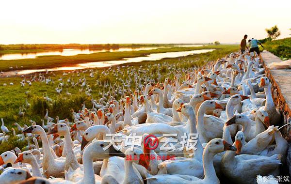 生态湿地宿鸭湖丰富当地自然物种的“生态杠杆