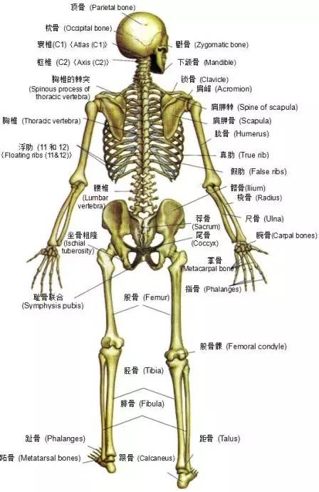 基础瑜伽之解剖学(一)