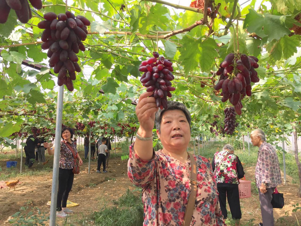 葡萄于人口_人口普查