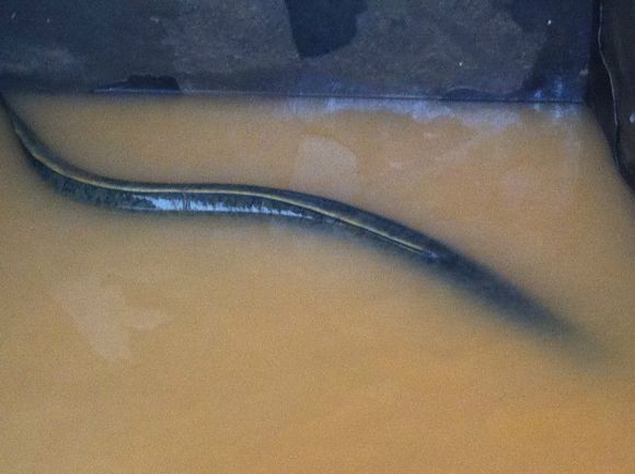 秋夜钓获一条大鳗鱼,9斤半