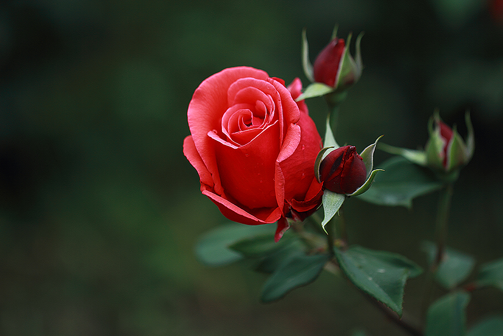 玖瑰花高清