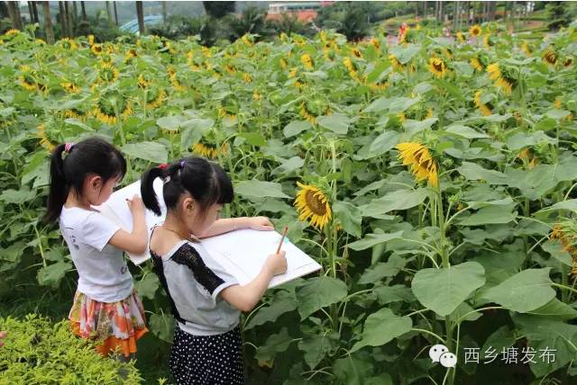 走起 南宁西乡塘10万株向日葵盛放,60亩的"葵花迷宫"等你来!