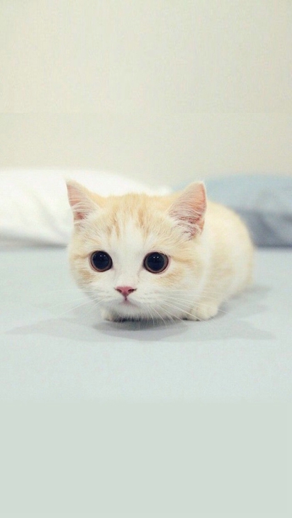 可爱小猫猫手机壁纸