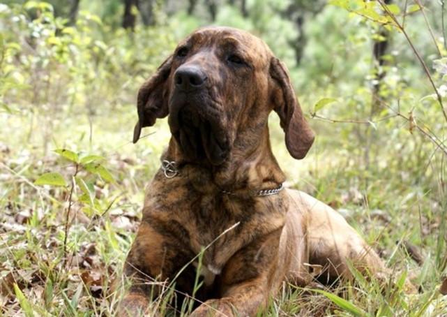 十大烈性猛犬,大高加索仅排第四,第一名当之无愧