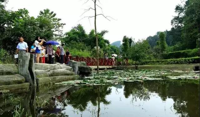 国庆去彭州中华蝴蝶生态城景区,看彩蝶,追逐流萤飞舞的世界,10800张