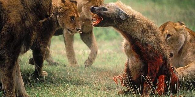 鬣狗偷袭幼狮反被狮群围攻,疯狂鬣狗竟自行掏肛吃