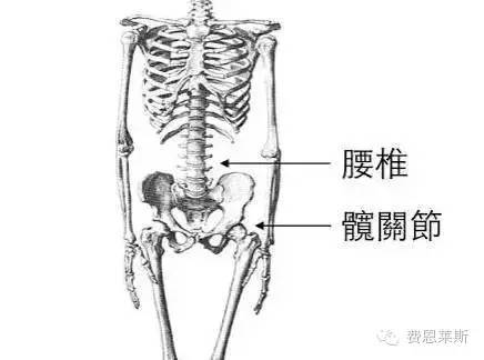 从解剖学角度,剖析健身时弯腰驼背的危害!