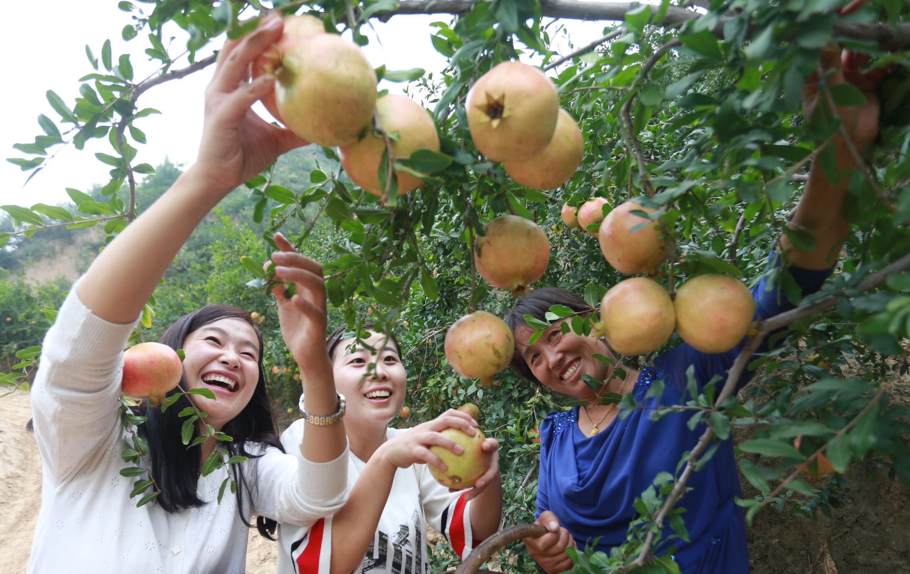 河南荥阳:石榴村的致富梦