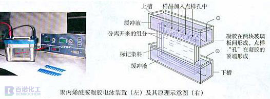 聚丙烯酰胺凝胶电泳是什么