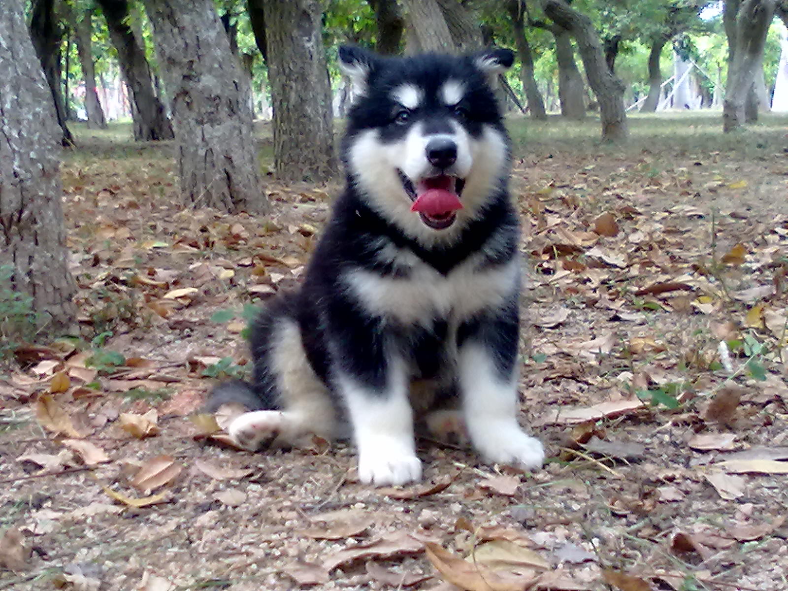 泰迪幼犬鼻子干怎么办