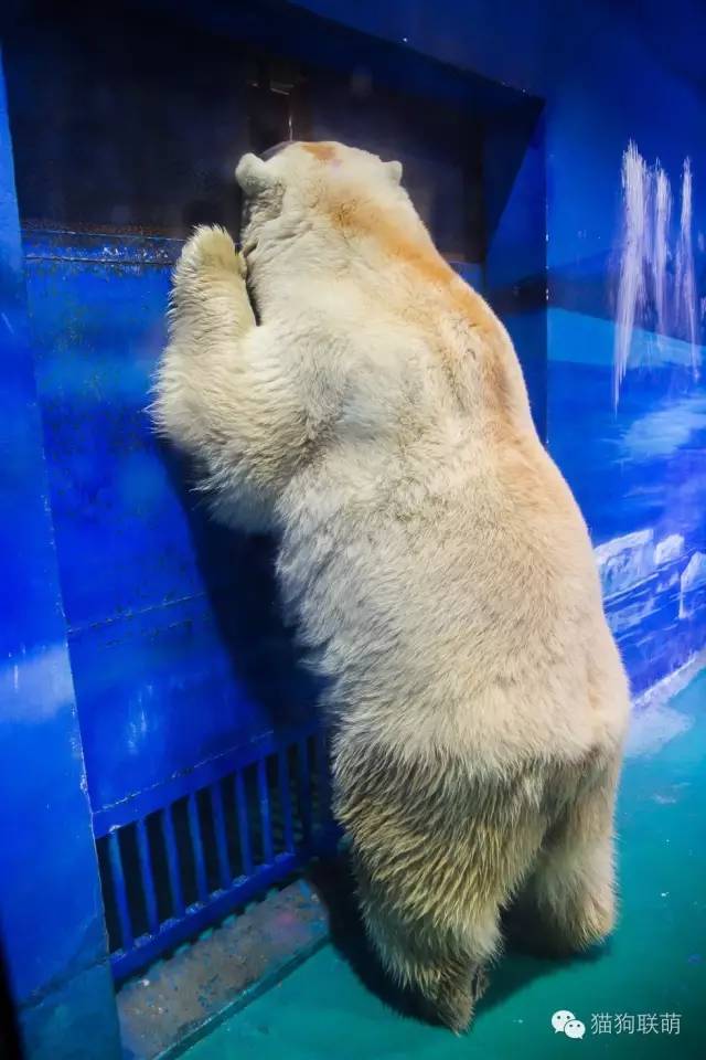 世界最悲伤北极熊每月花费上万:离开雪花很久