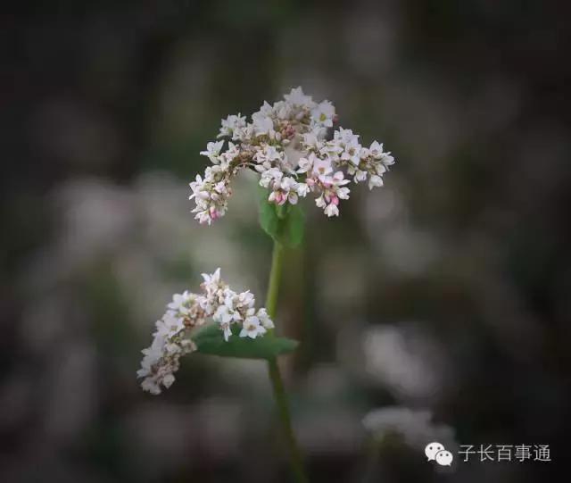 独出前门望野田月明荞麦花如雪