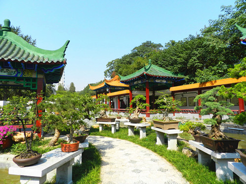 鄭州市人民公園“秋園”盆景藝術展隆重開幕