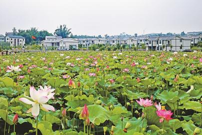 其它 正文 龙马潭区金龙镇有机葡萄园的果农正在为游客采摘葡萄.