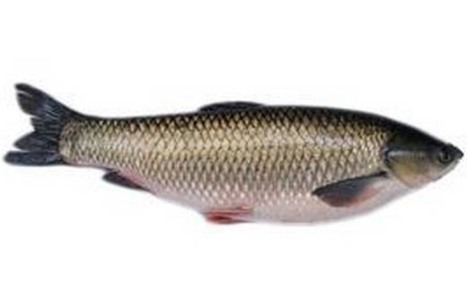 山坑鲩,是怀集出产的一种特色鲩鱼,专吃橡草和玉米,由于产地特殊,真正