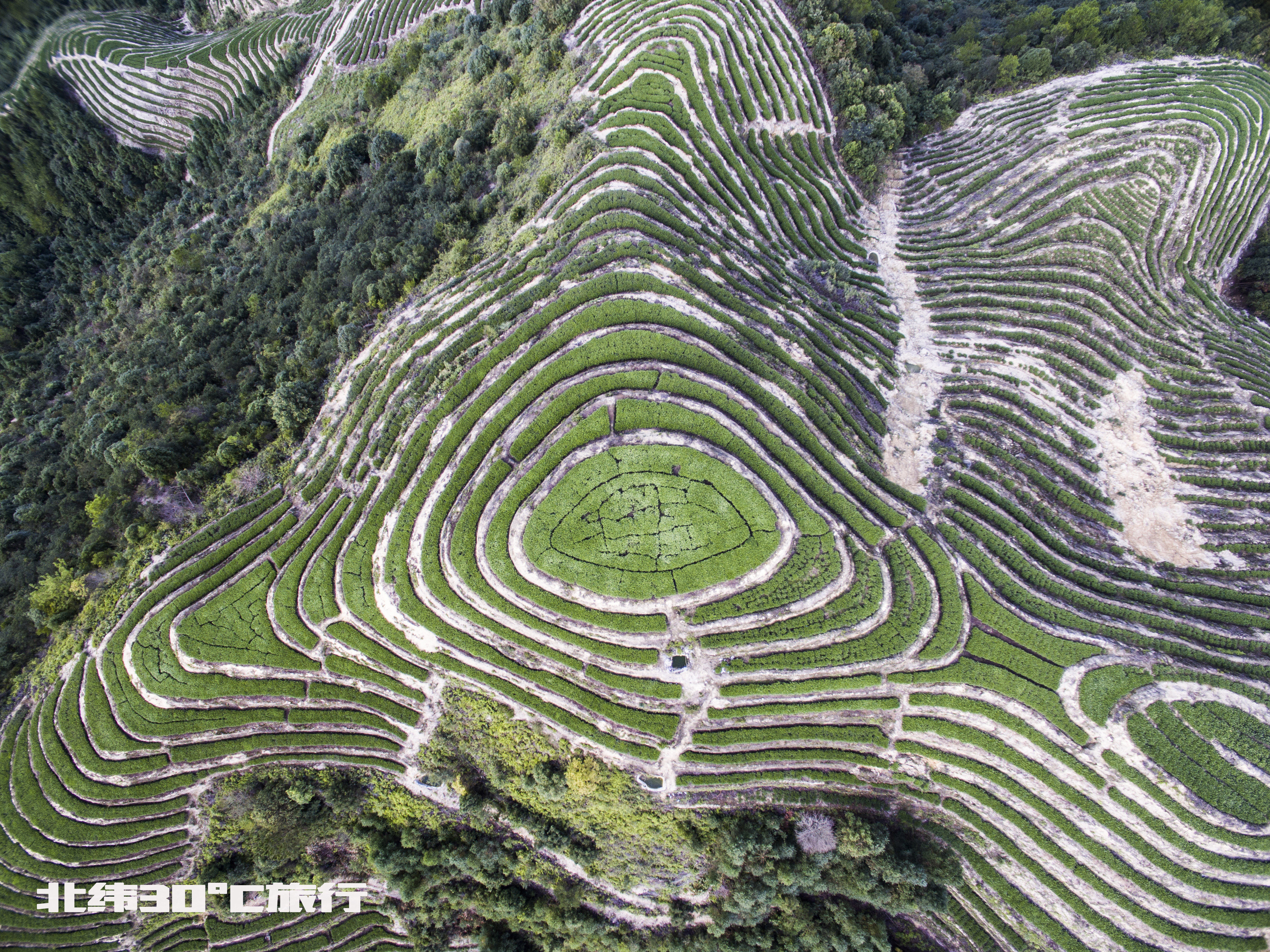 航拍国庆台风前福建安溪茶山上赶收秋茶