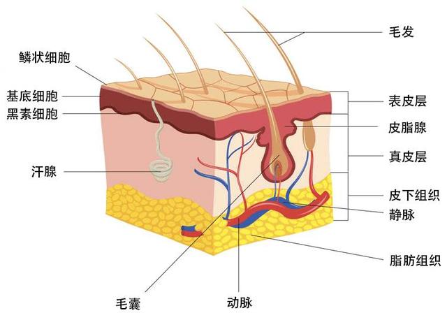 表皮层下面的真皮层由弹性结缔组织,弹性纤维,血管等组成,弹性结缔