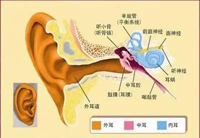 常见耳病及防治
