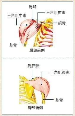 1.肩部三角肌