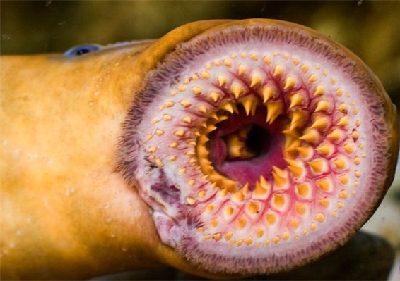 七鳃鳗最大的特点是嘴呈圆筒形,没有上下腭,漏斗状的口内有一圈一圈的