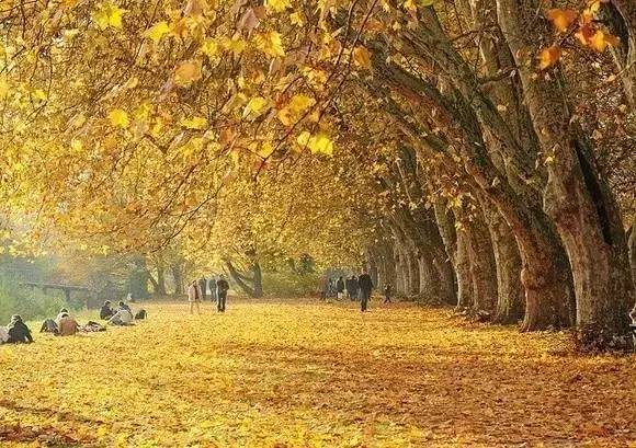 去 梧桐大道,司空见惯的梧桐树,在秋天美气来一发不可收拾.