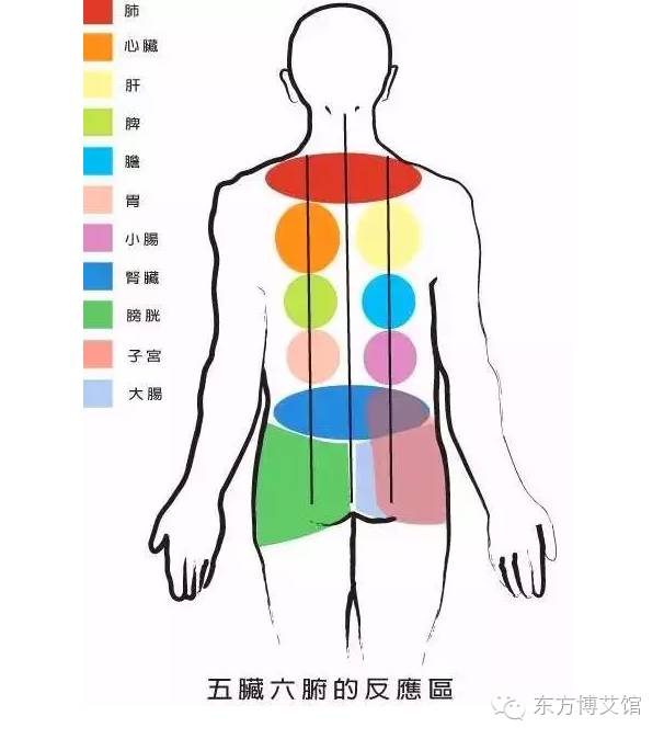 人体的五脏六腑均可在背部找到相应的对应区,如背上部对应肺和心脏,背