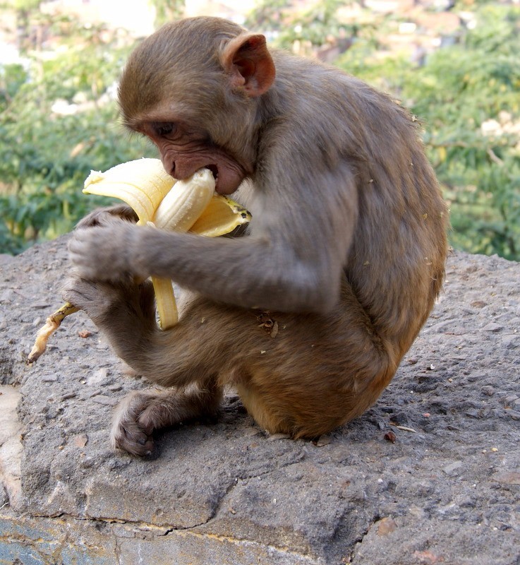 喂这种猴子吃香蕉,可能会要了它的命!