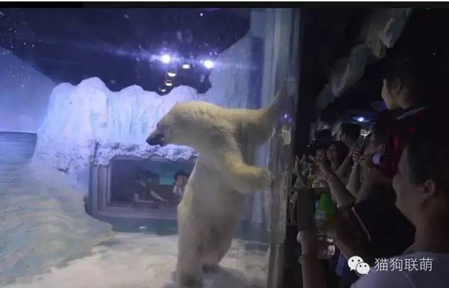 世界最悲伤北极熊每月花费上万:离开雪花很久