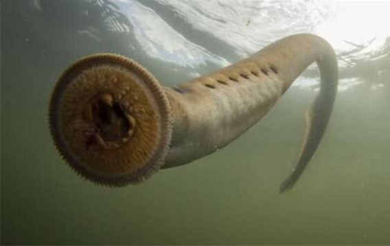 七鳃鳗是一种比恐龙更古老的史前生物,有3.