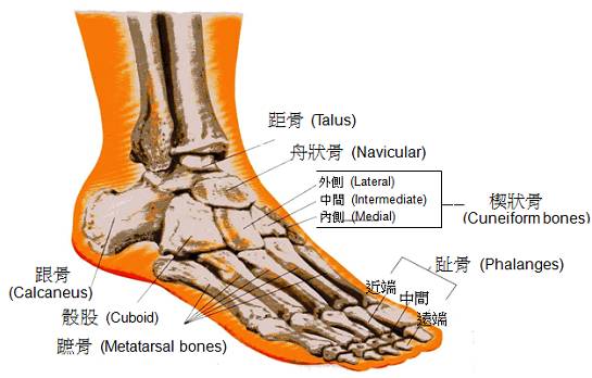 脚踝的后面观(ankle-posterior view)