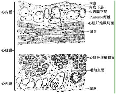 心壁由三层膜组成,从内向外依次是心内膜,心肌膜和心外膜(如下图