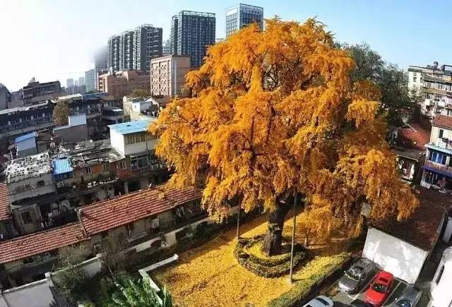 汉阳树,530年的树龄,是武汉市城区最老的树. 我还有着高等学历 ▼