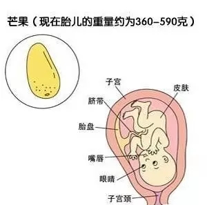 生殖系统继续发育,男宝宝的睾丸纳入阴囊,并且开始形成原始精子,女