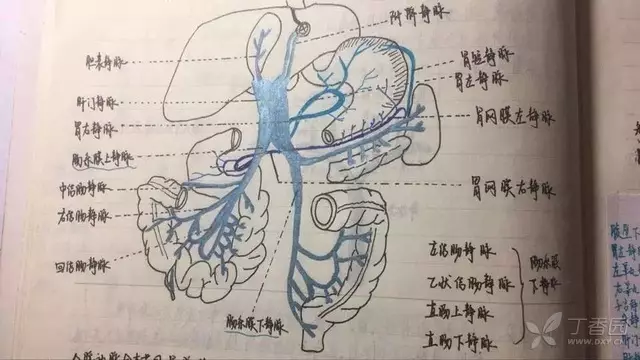 图示 学生手画肠胃解剖图